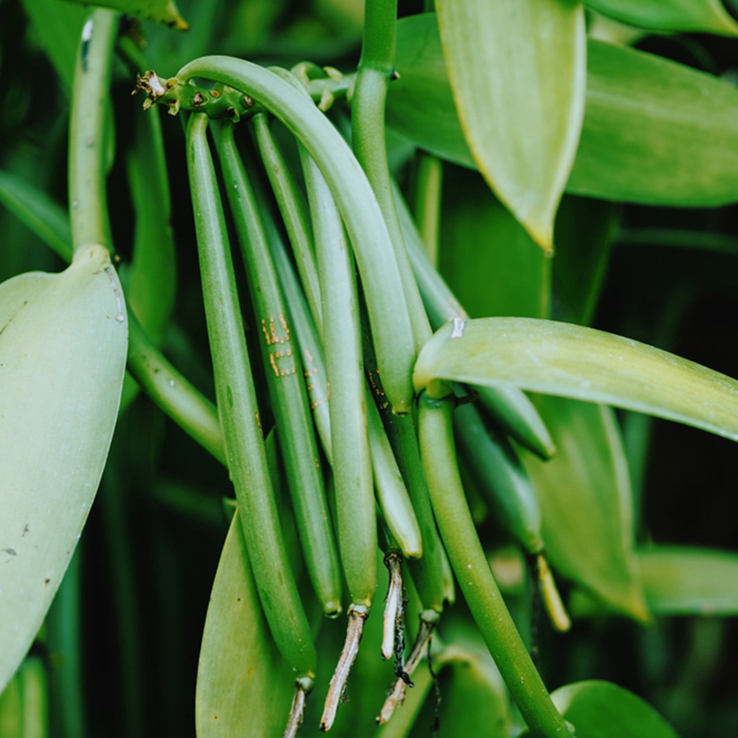 Confect Vanilla Beans