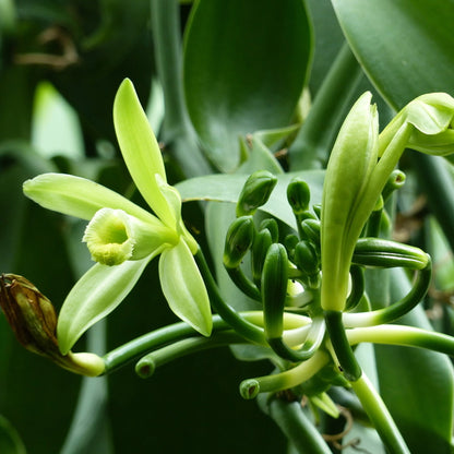Confect Vanilla Beans